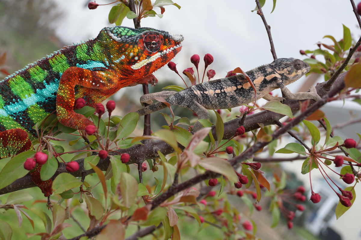 New iPardalis Genes | Panther Chameleon