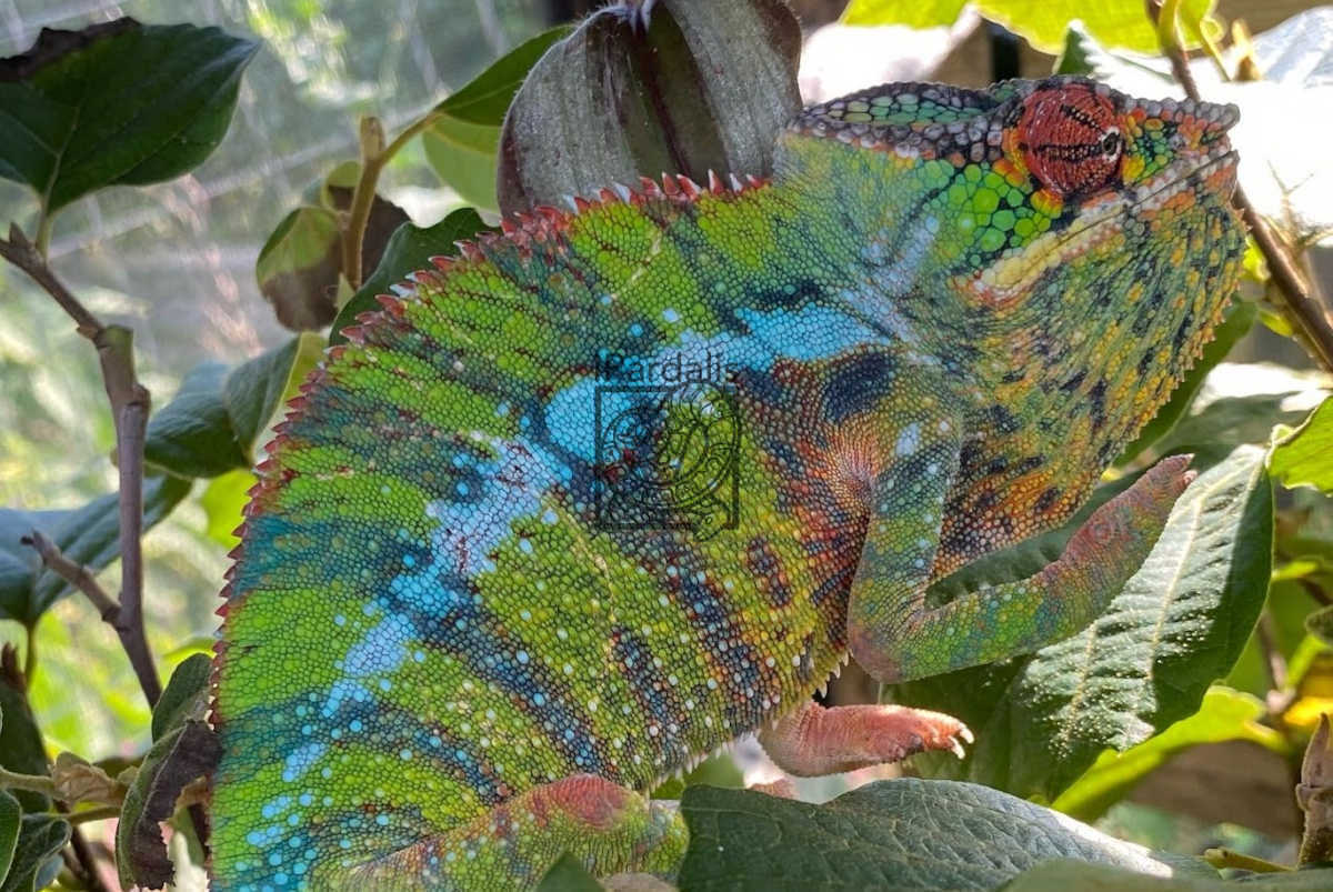 Dia (WC) | Panther Chameleon