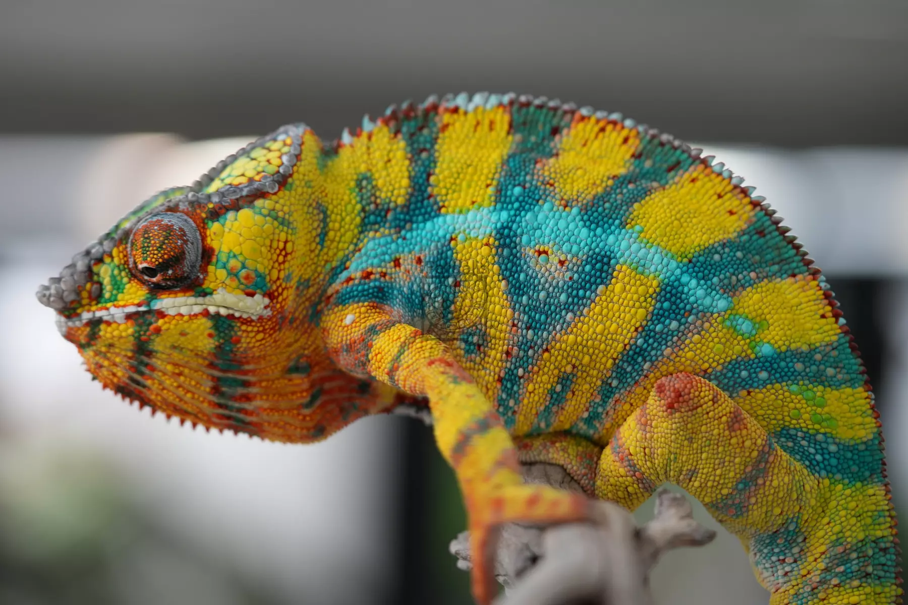 Panther Chameleon - Papafee