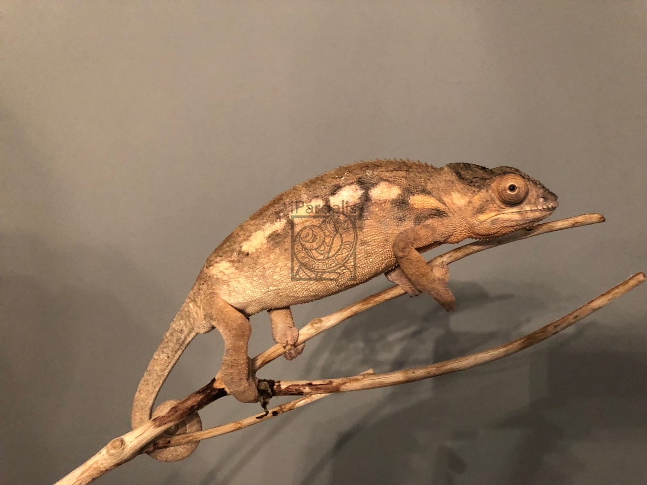Judy | Panther Chameleon
