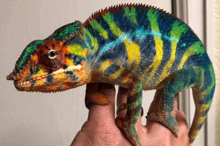 Lineage: Colorado Chameleon | Panther Chameleon