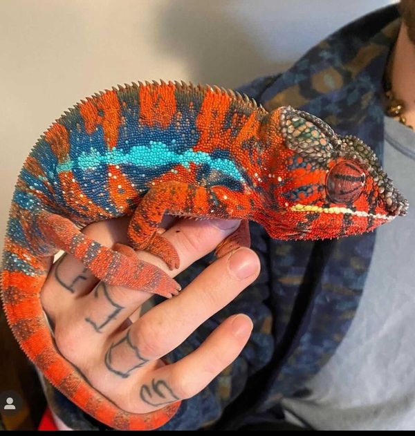 Lineage: Nature's Van Gogh | Panther Chameleon