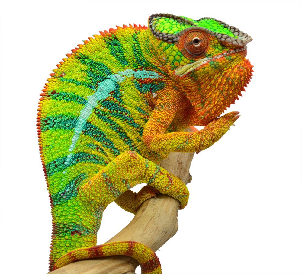 Lineage: Canvas Chameleons | Panther Chameleon