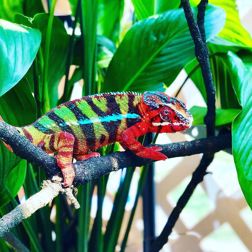 Lineage: Living Art by Frank Payne | Panther Chameleon