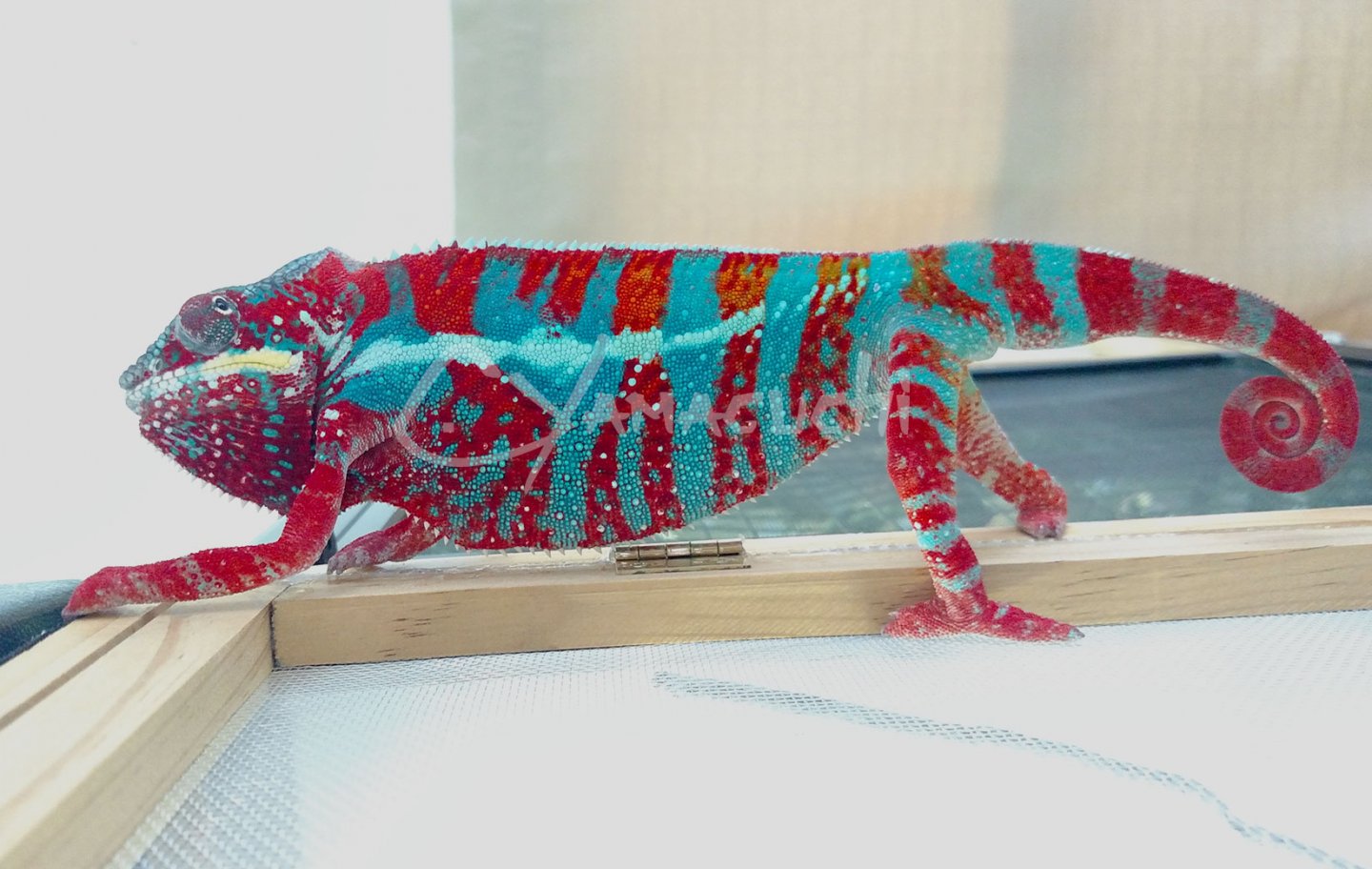 Lineage: Charles Yamaguchi | Panther Chameleon