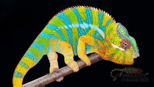Lineage: Chameleon's Paradise | Panther Chameleon