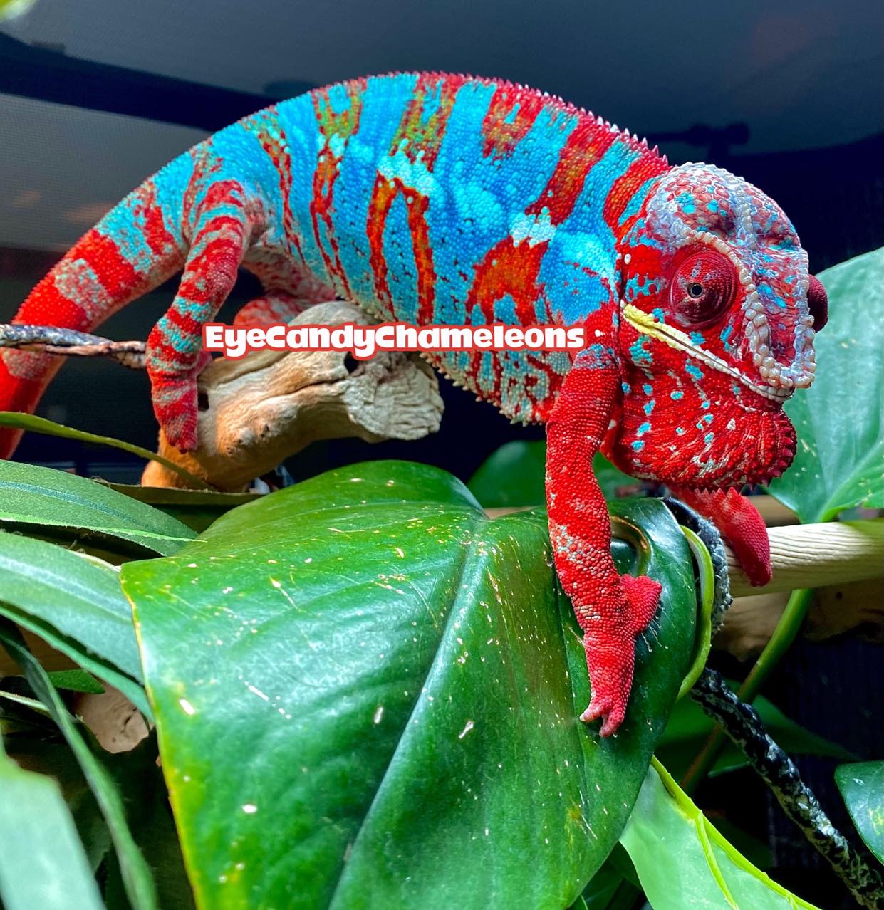 Lineage: Eye Candy Chameleons | Panther Chameleon