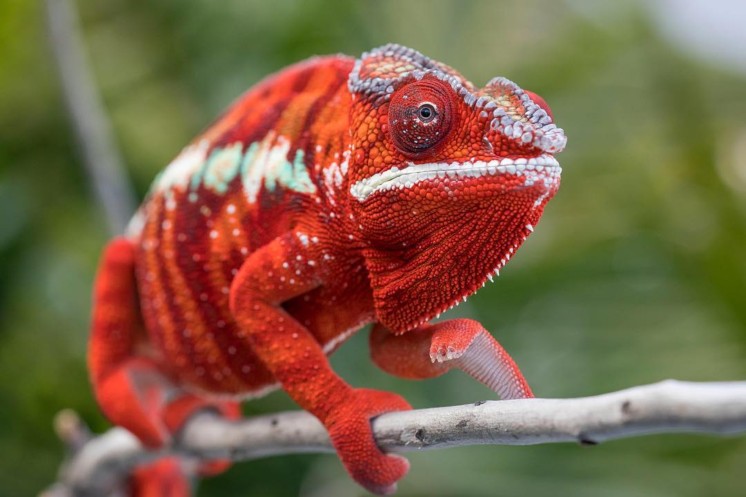 Lineage: Highlighter Chameleons | Panther Chameleon