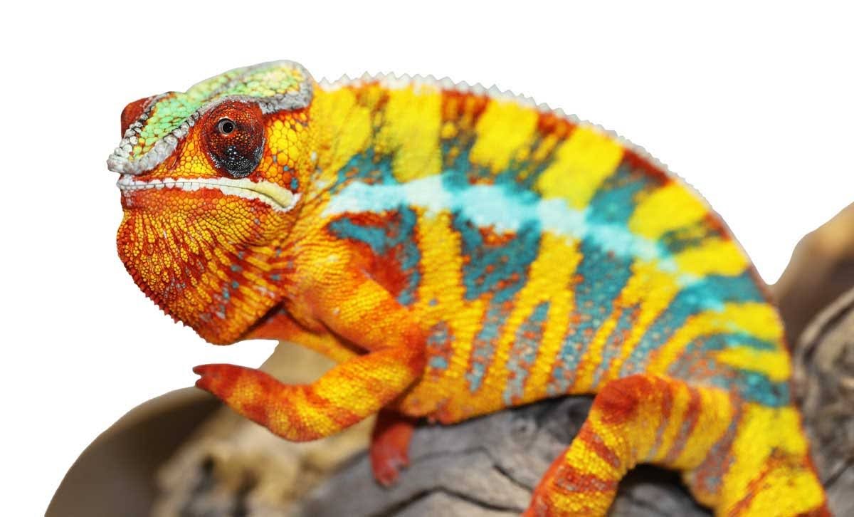 Lineage: Chromatic Chameleons | Panther Chameleon