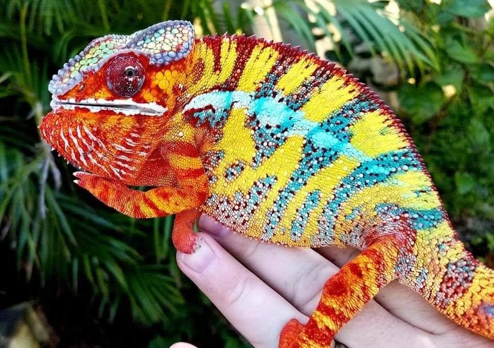 Lineage: Modern Day Dragons | Panther Chameleon
