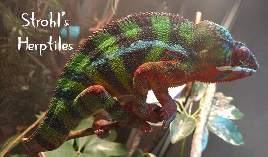 Lineage: Strohl's Herptiles | Panther Chameleon