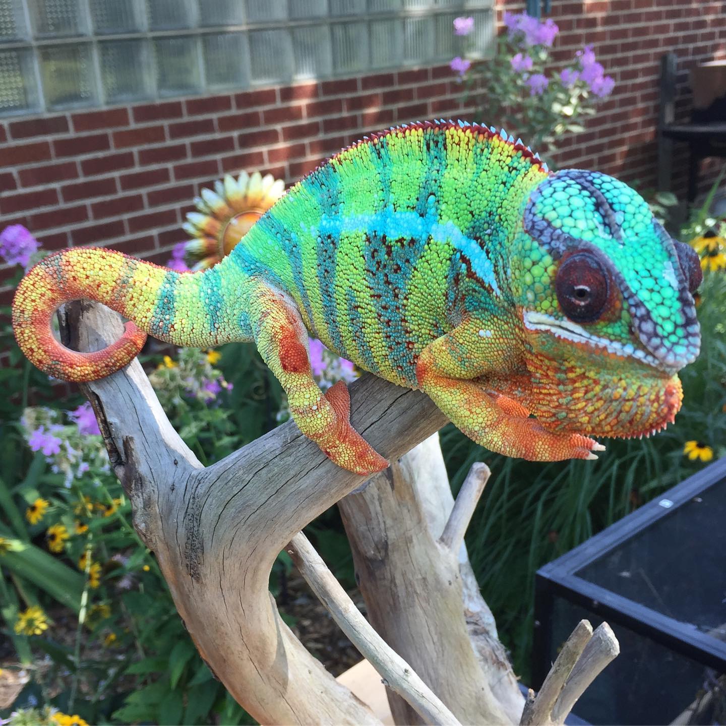 Lineage: Chi-Town Chameleons | Panther Chameleon