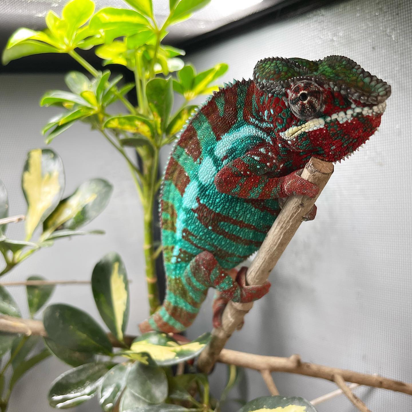 Lineage: Roberson Reptiles | Panther Chameleon