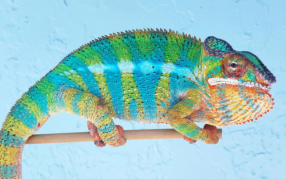 Lineage: Brightside Chameleons | Panther Chameleon
