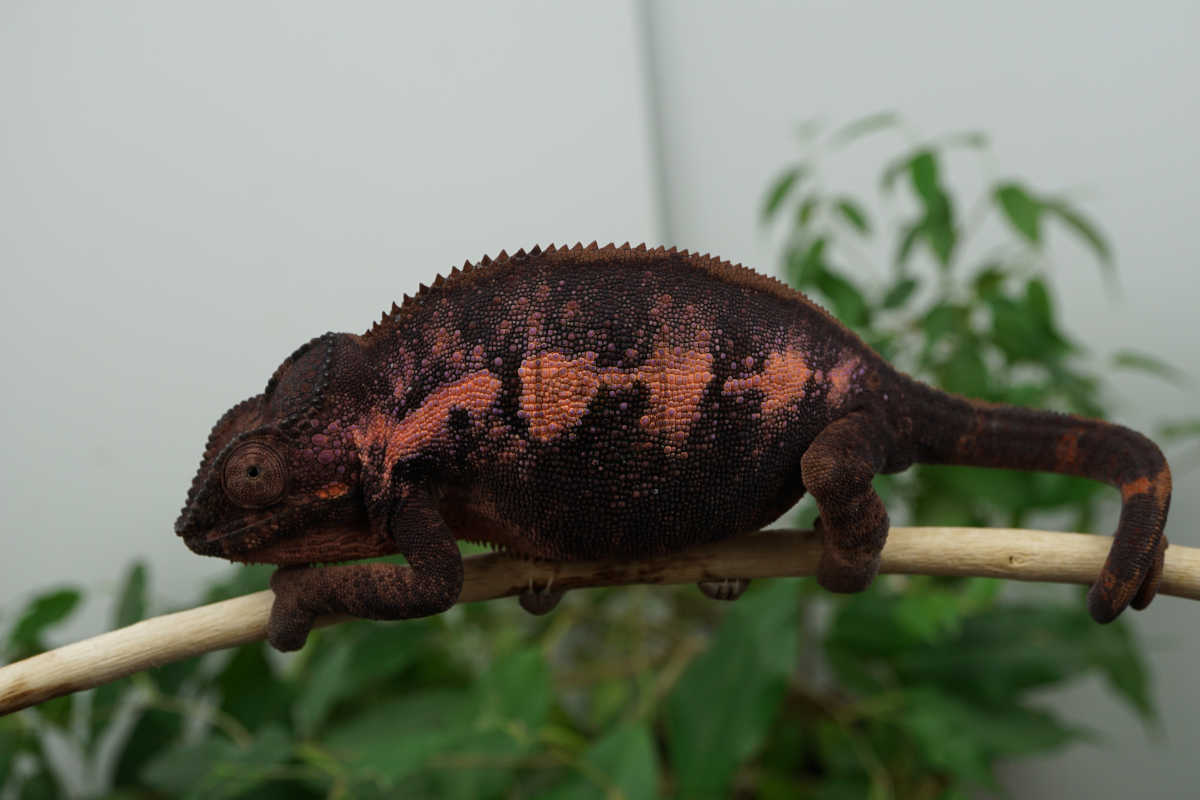 Mainty | Panther Chameleon