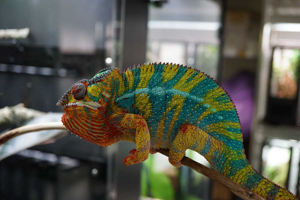 Manjaka | Panther Chameleon