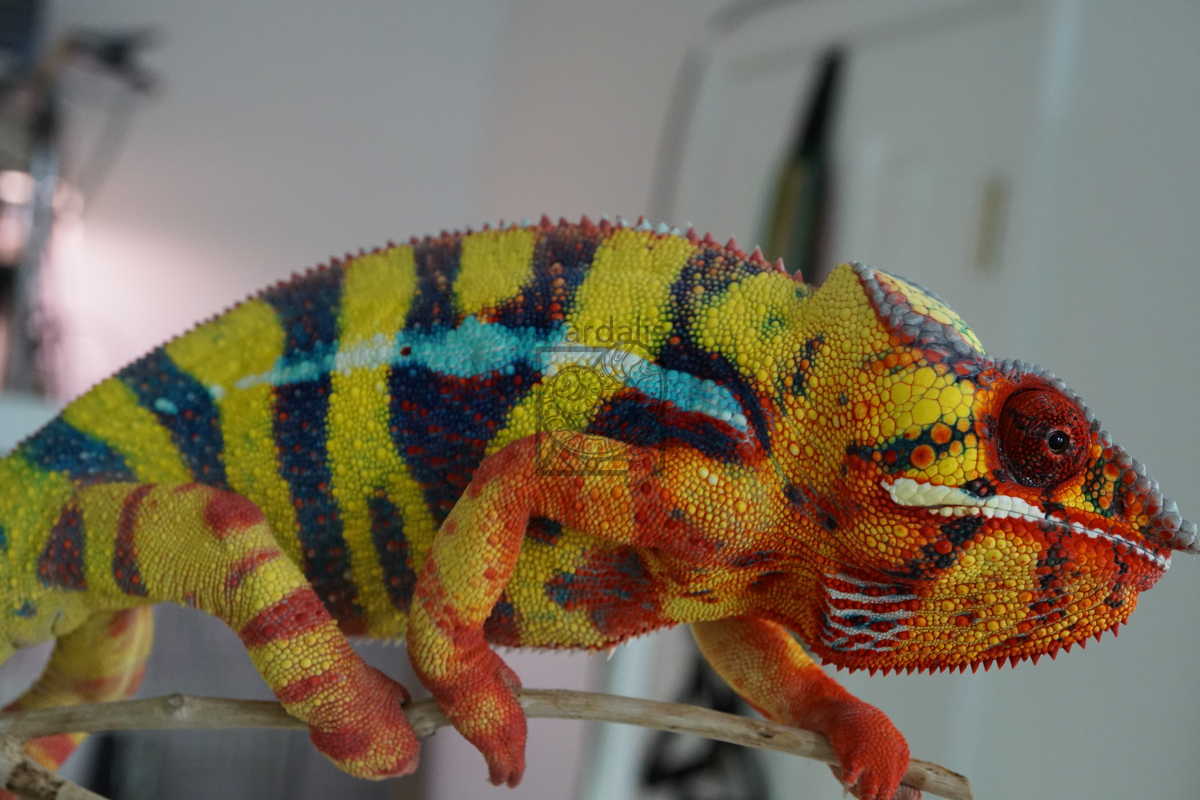 Papafee | Panther Chameleon