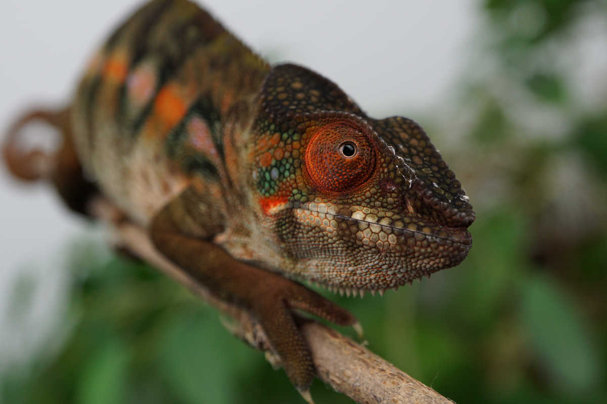 Vaosary | Panther Chameleon
