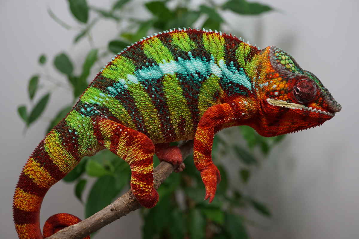 Zanaka | Panther Chameleon