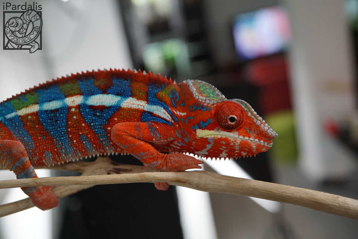 Subadult Panther Chameleons for sale