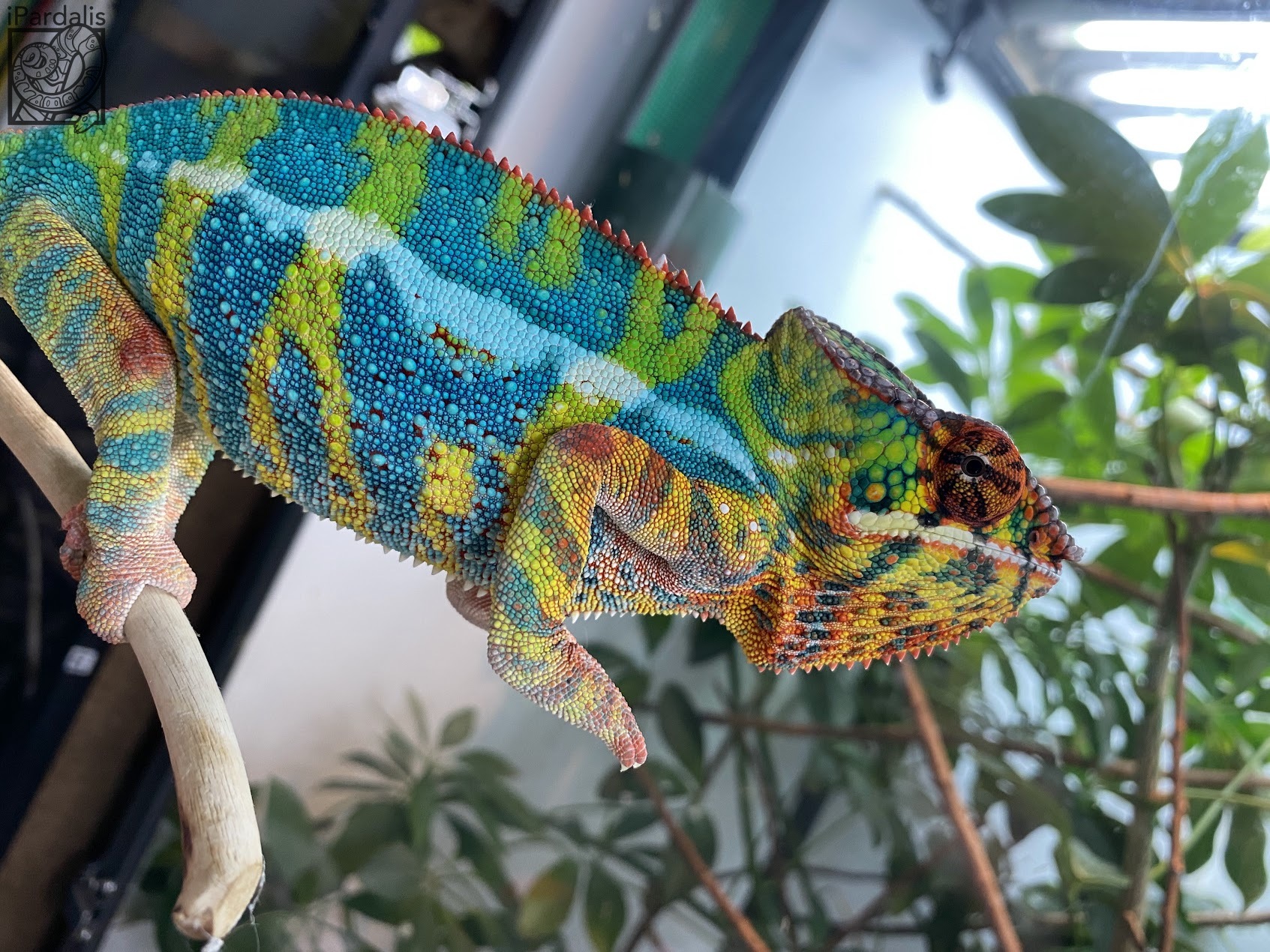 Arti x Alla | Panther Chameleon