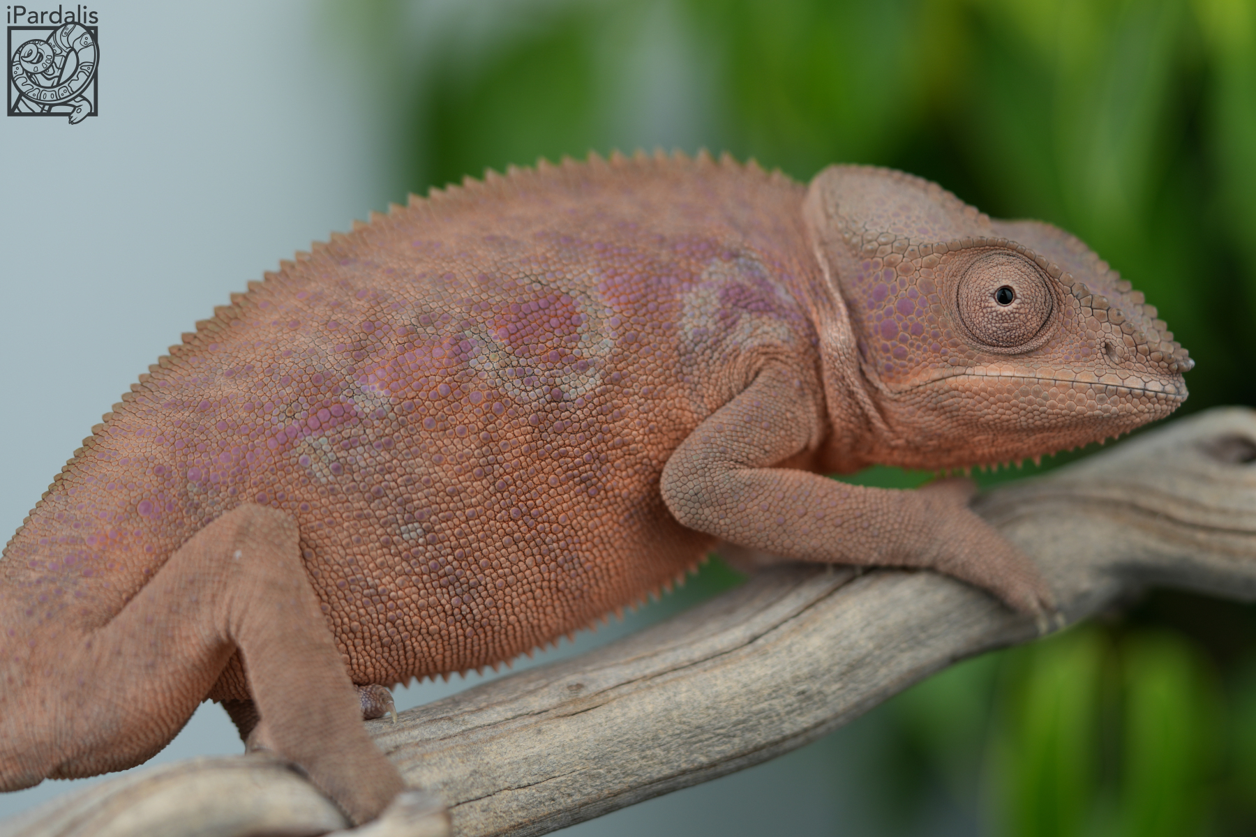 Panther Chameleon for sale: F4 - Manjaka x Lokana SOLD OUT