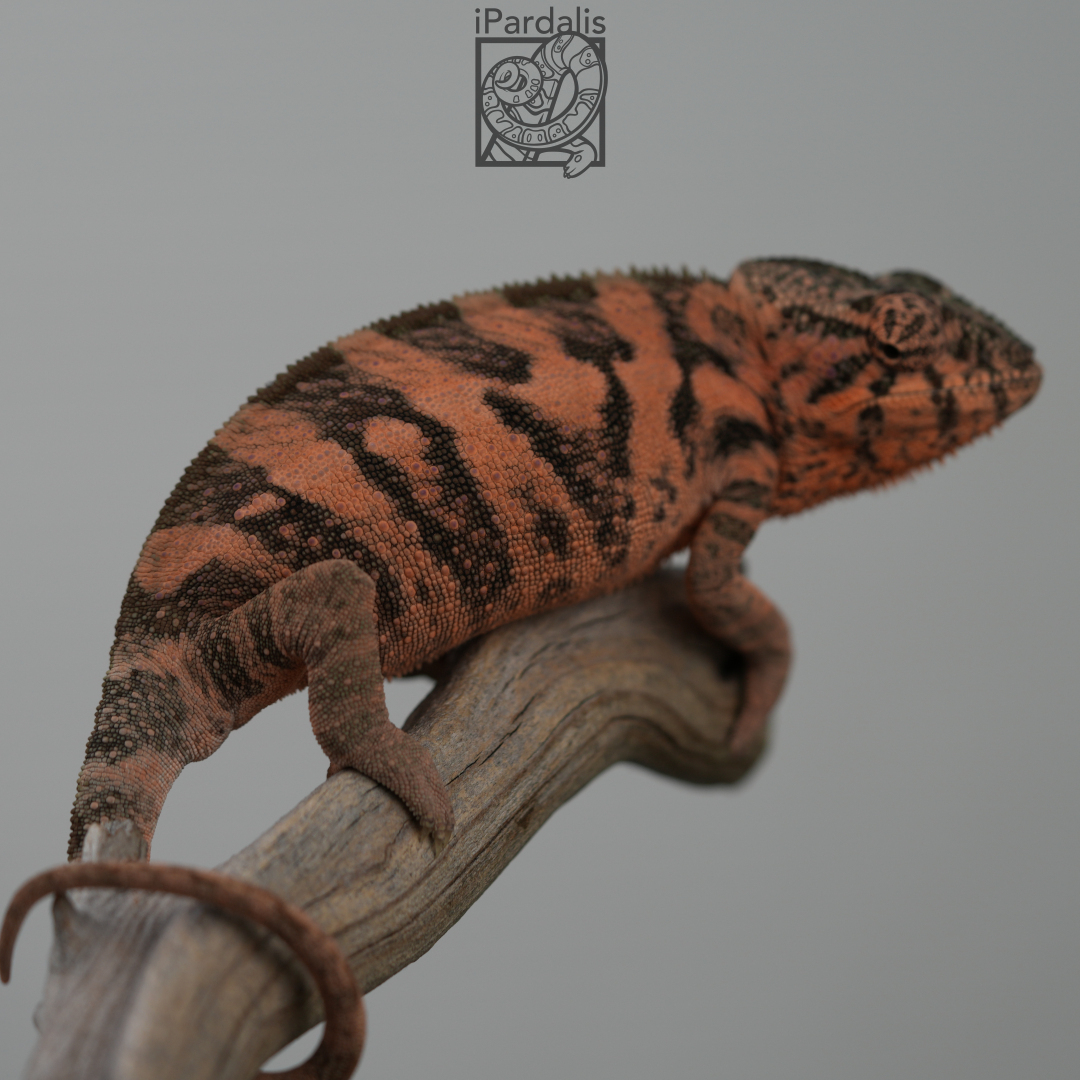 Panther Chameleon for sale: F1 - Ralph x Kosma ($499 plus shipping)