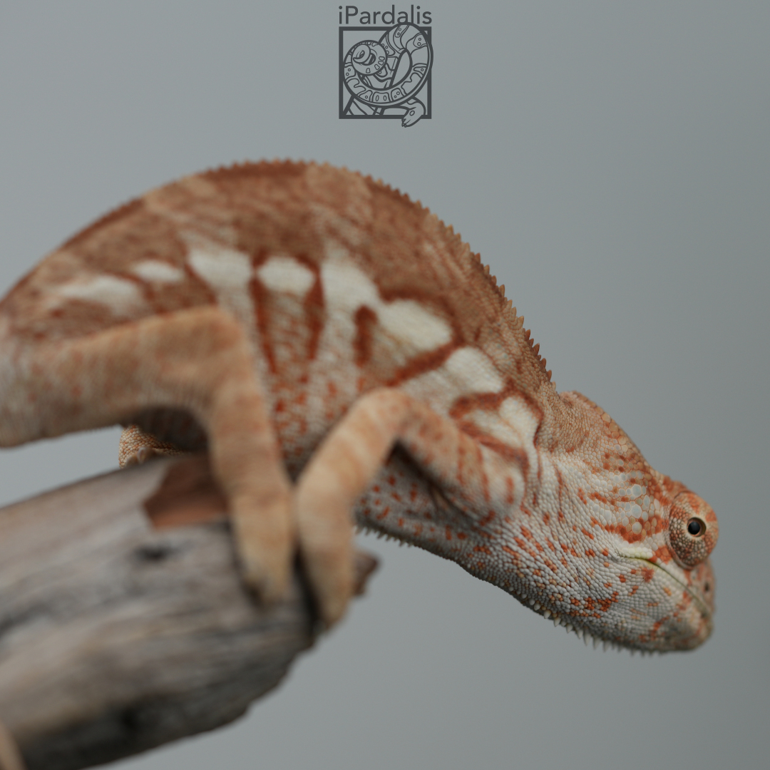 Panther Chameleon for sale: F4 - Ralph x Kosma ($299 plus shipping)
