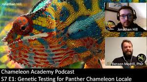 Chameleon Academy: Genetic Testing for Panther Chameleon Locale | Panther Chameleon