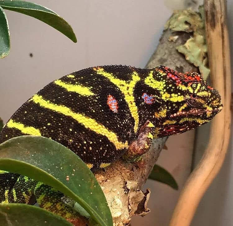 Lineage: Kevin Stanford Reptiles | Panther Chameleon