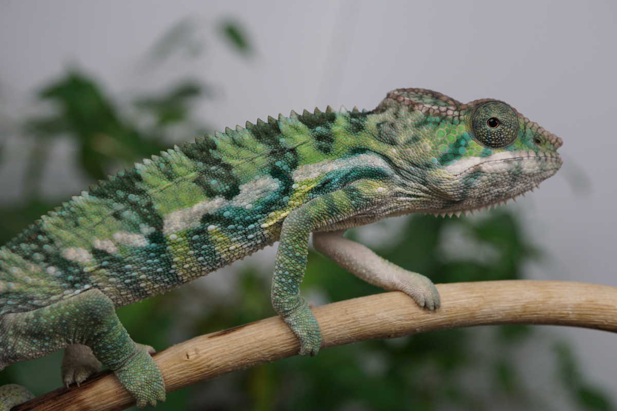 Baby Panther Chameleon Growth Rates under different UVI levels | Panther Chameleon