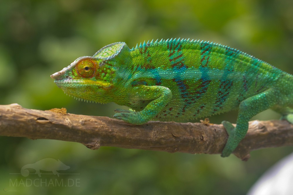 Ankify Panther Chameleon from Madcham.de