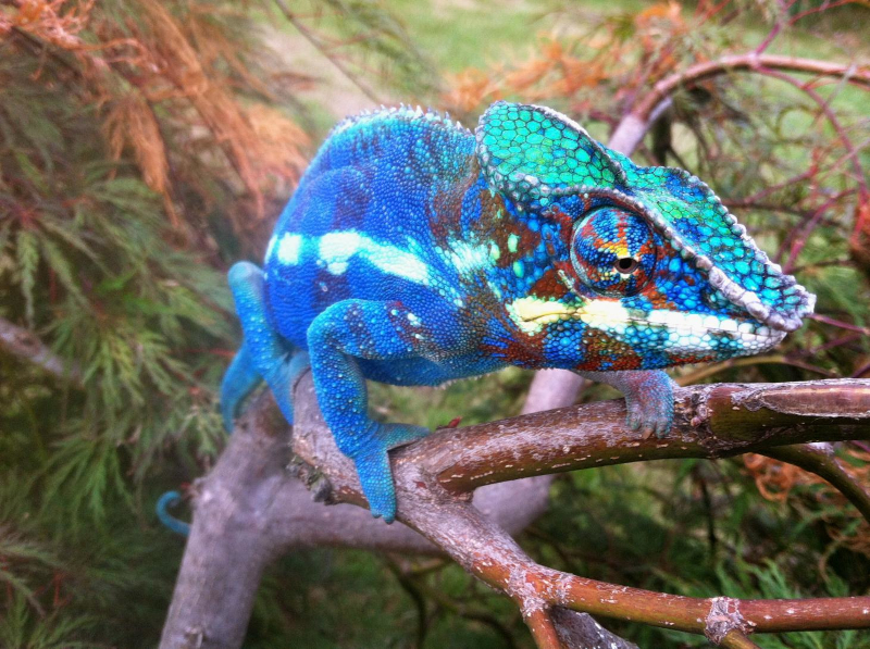 Blurple 'Ambanja' circa 2012 - https://www.chameleonforums.com/threads/blue-ambanjas-unite.90043/