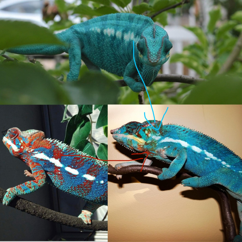 A great example of the blurple panther chameleon layering affect