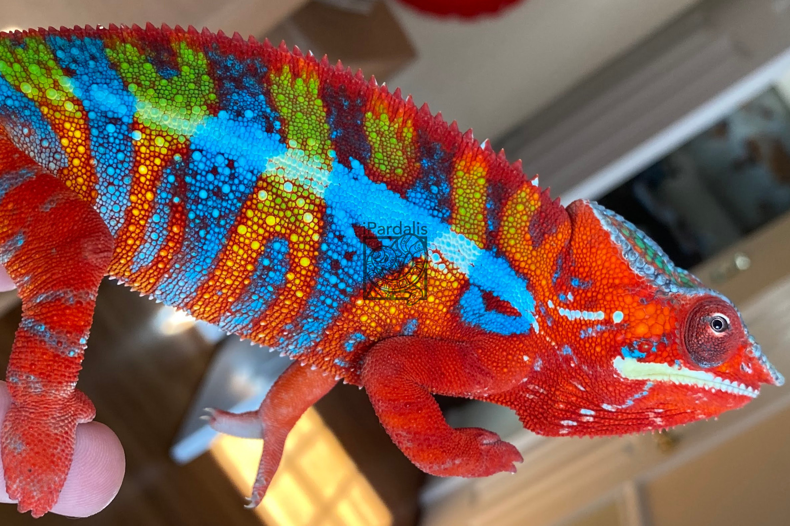 Rainbow Ambilobe Panther Chameleons for sale
