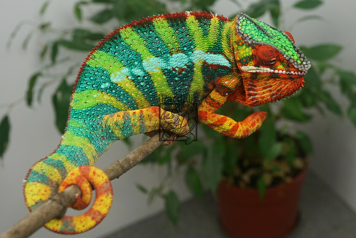 Arti | Panther Chameleon