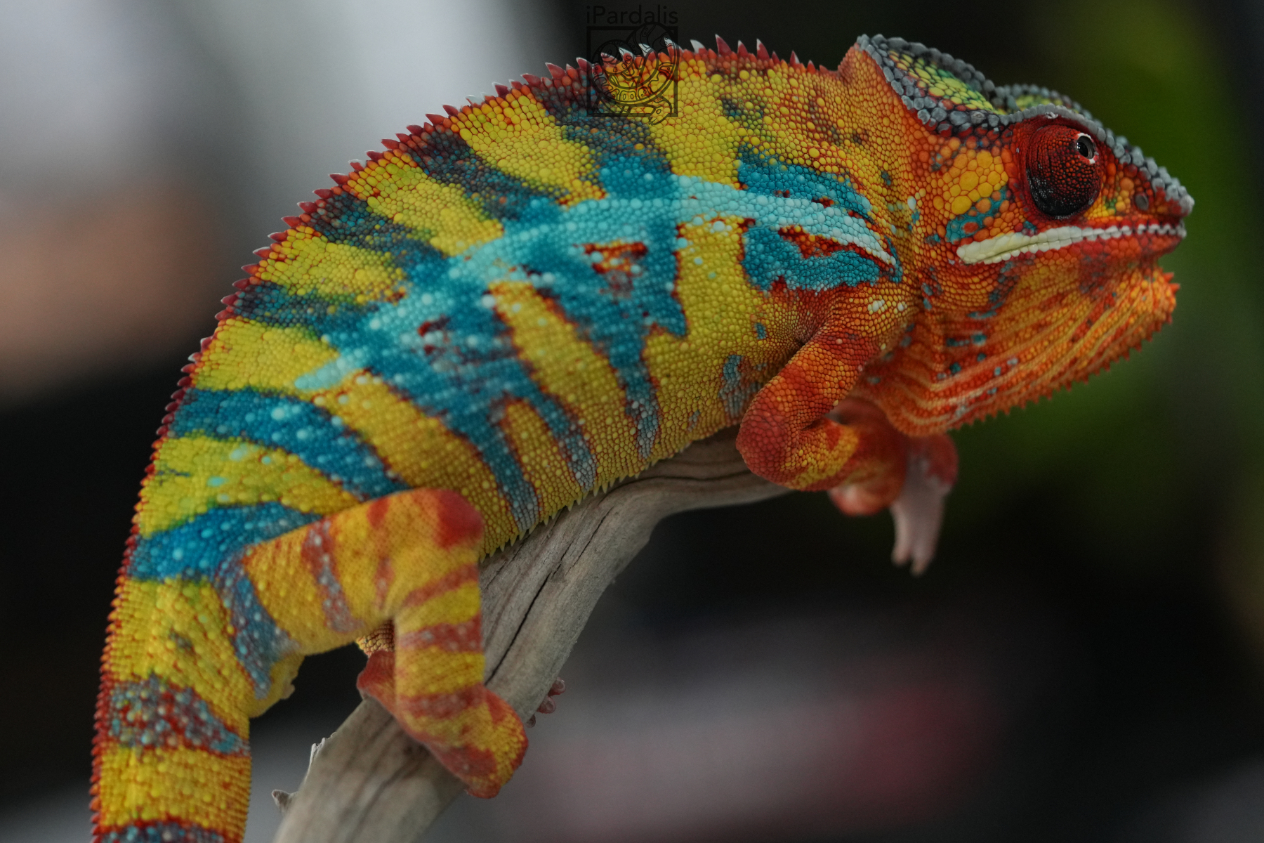 bear | Panther Chameleon