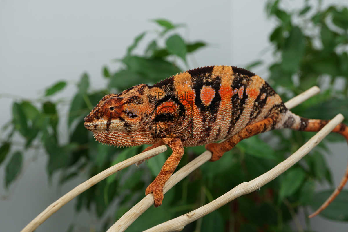 Female Ambilobe Panther Chameleons for sale