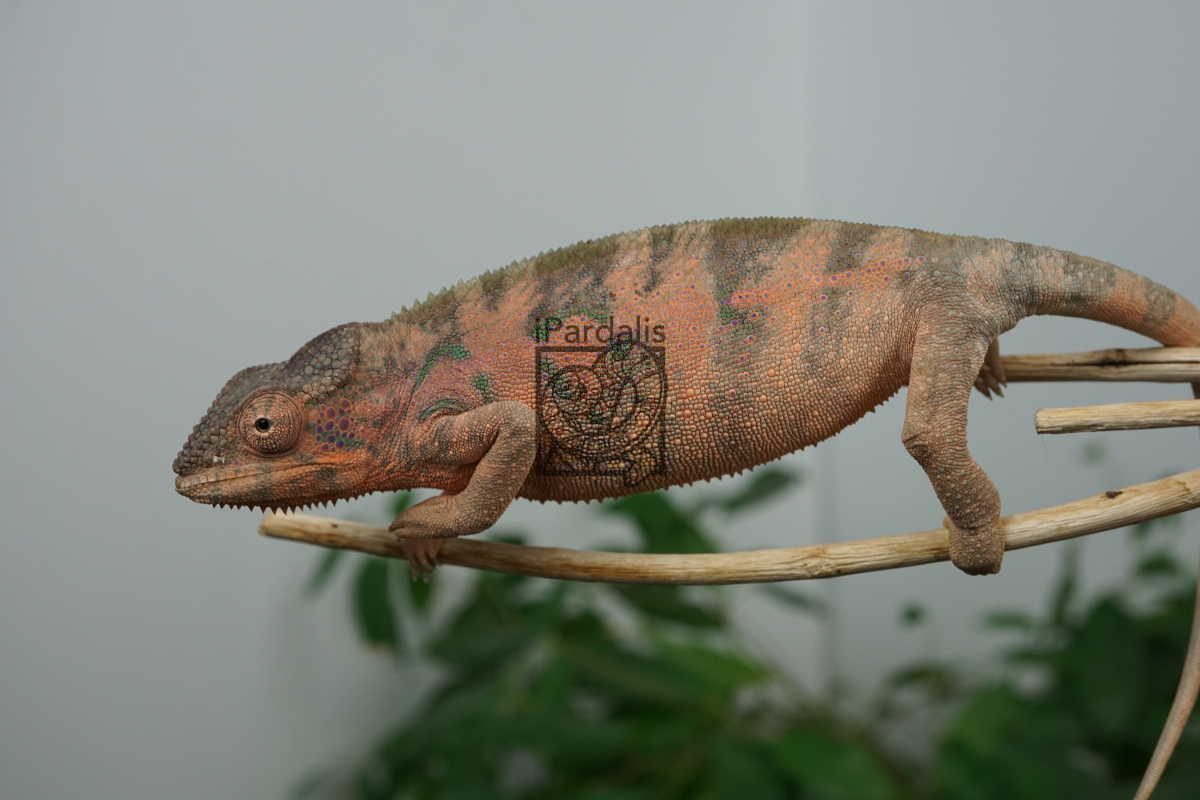 coco | Panther Chameleon