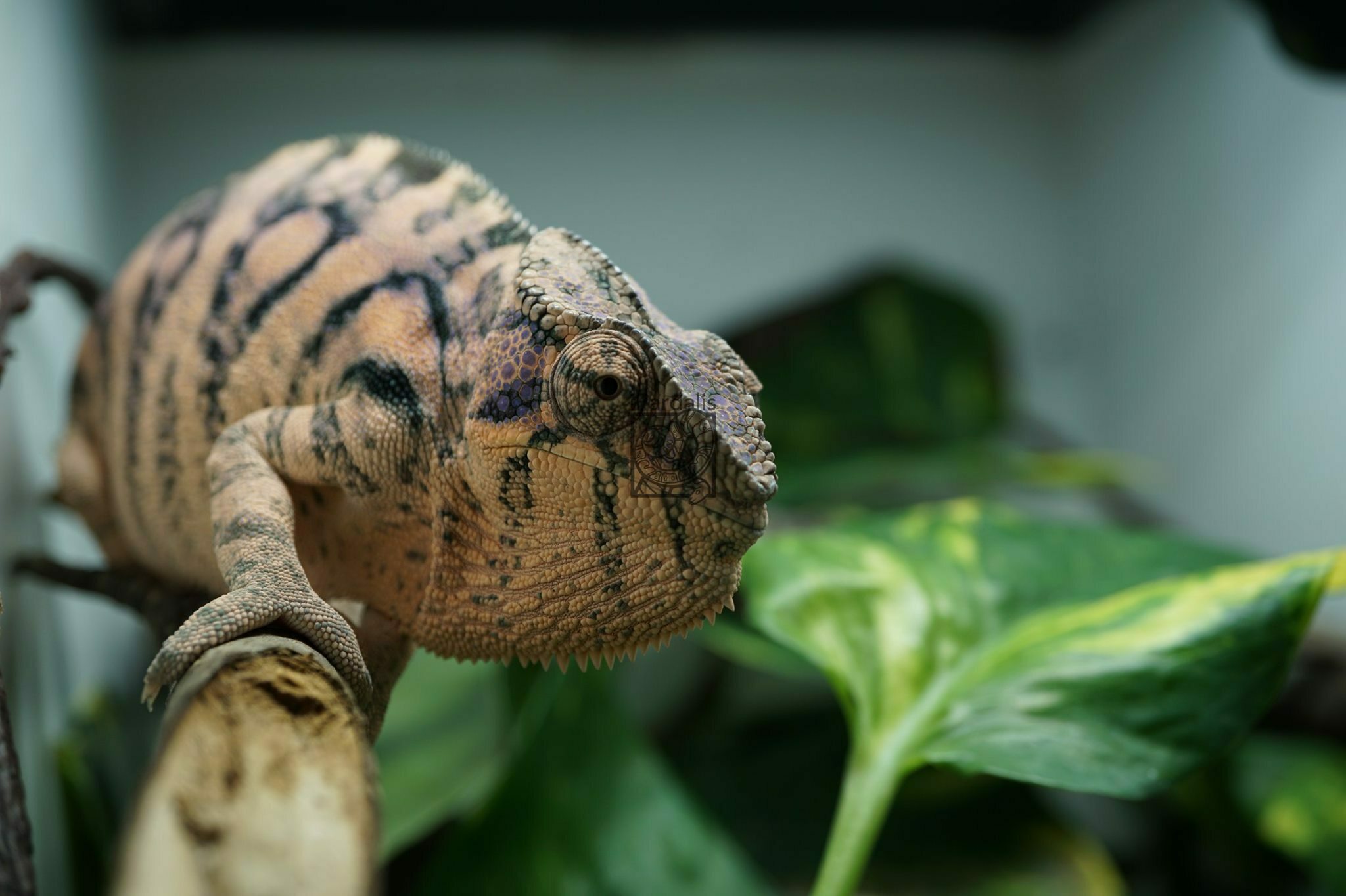 Daisy | Panther Chameleon