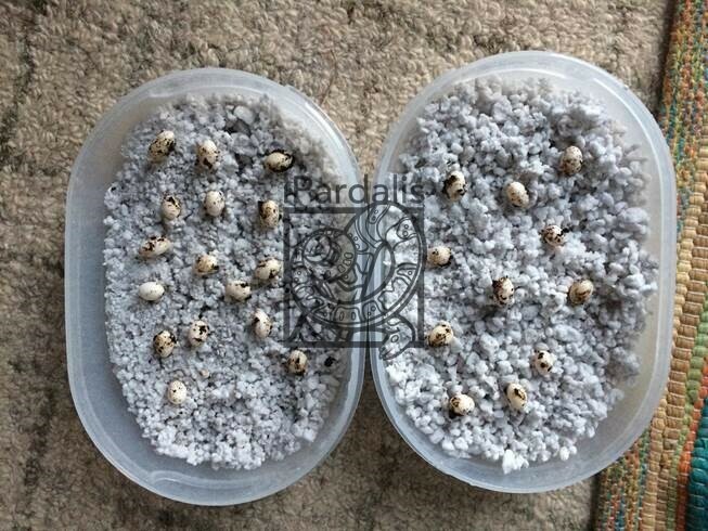 iPardalis - Panther Chameleon eggs