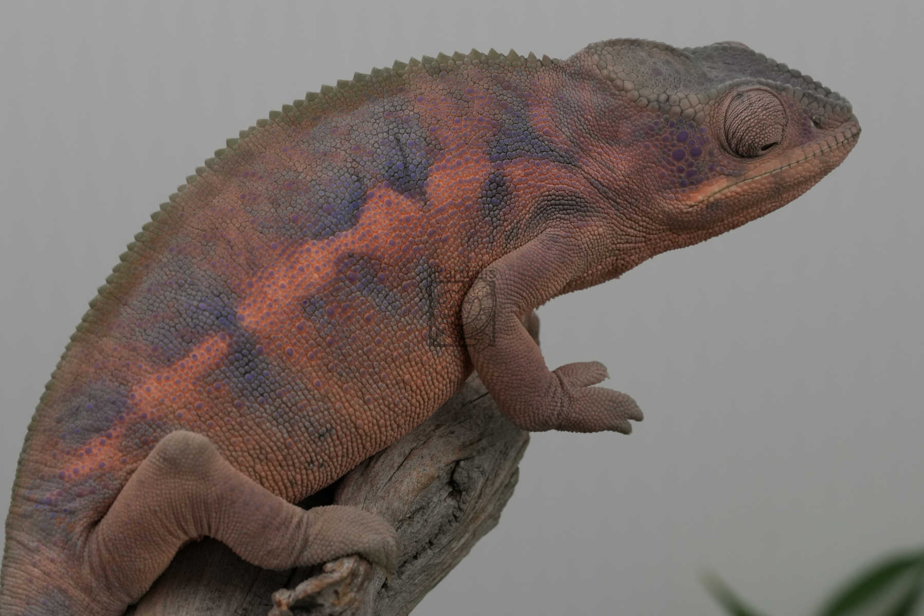 lamba | Panther Chameleon