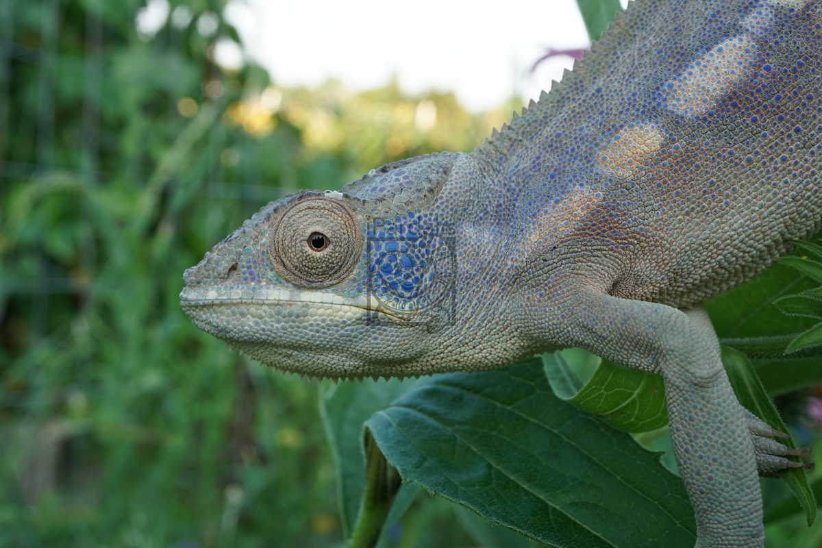 Lilly | Panther Chameleon