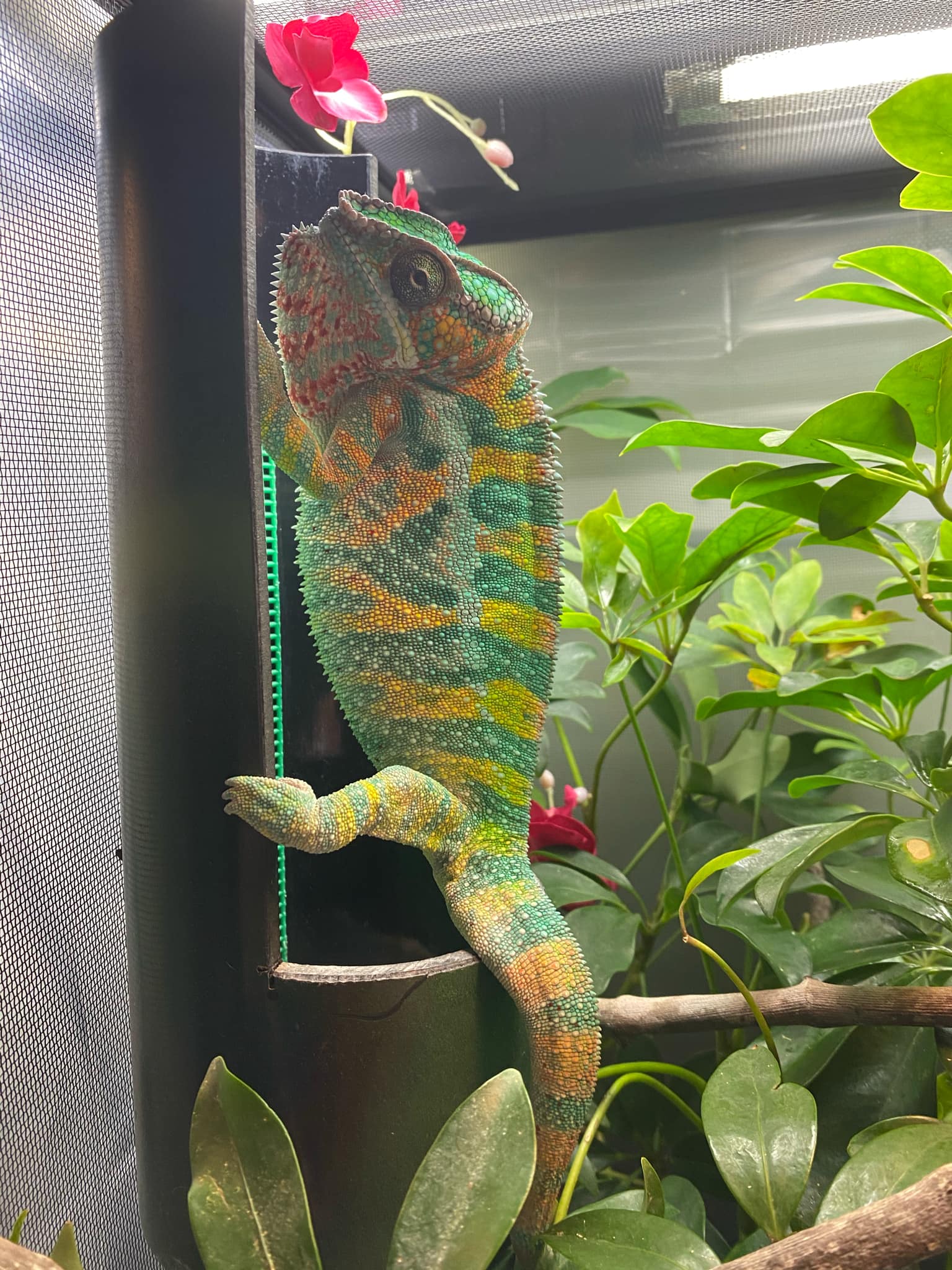 Atlas3 | Ambilobe Panther Chameleon