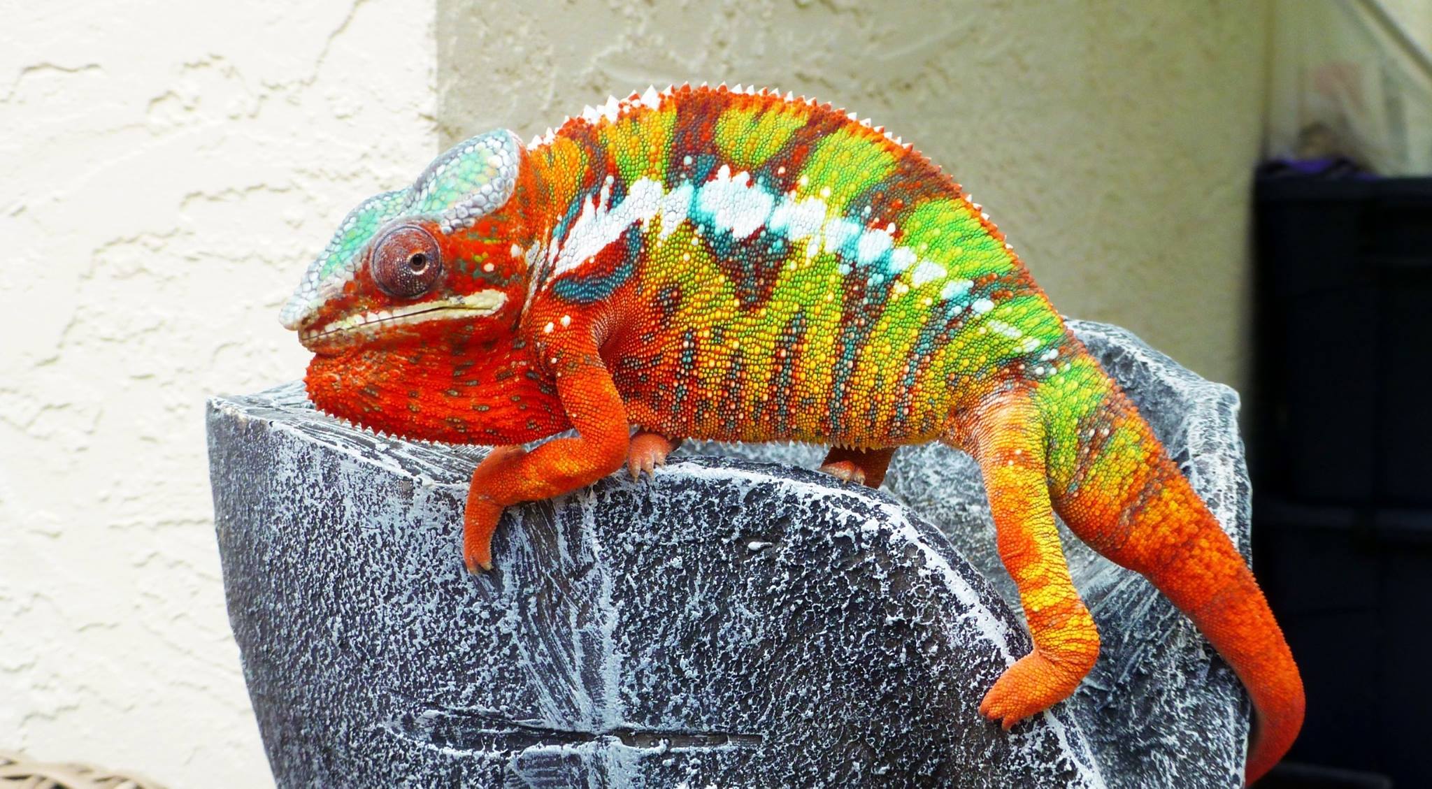 Lineage: Tropical Chameleons | Panther Chameleon