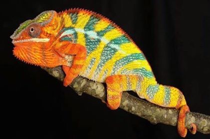 Lineage: Brian Collins | Panther Chameleon