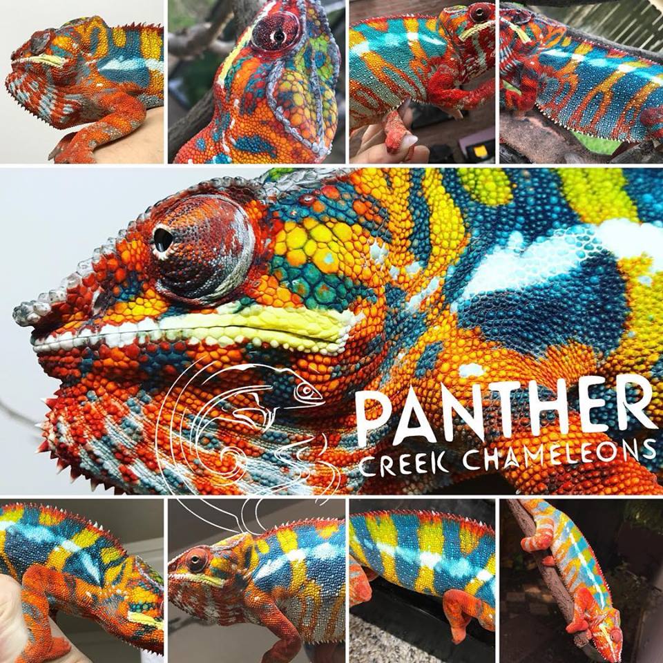Lineage: Panther Creek Chameleons | Panther Chameleon