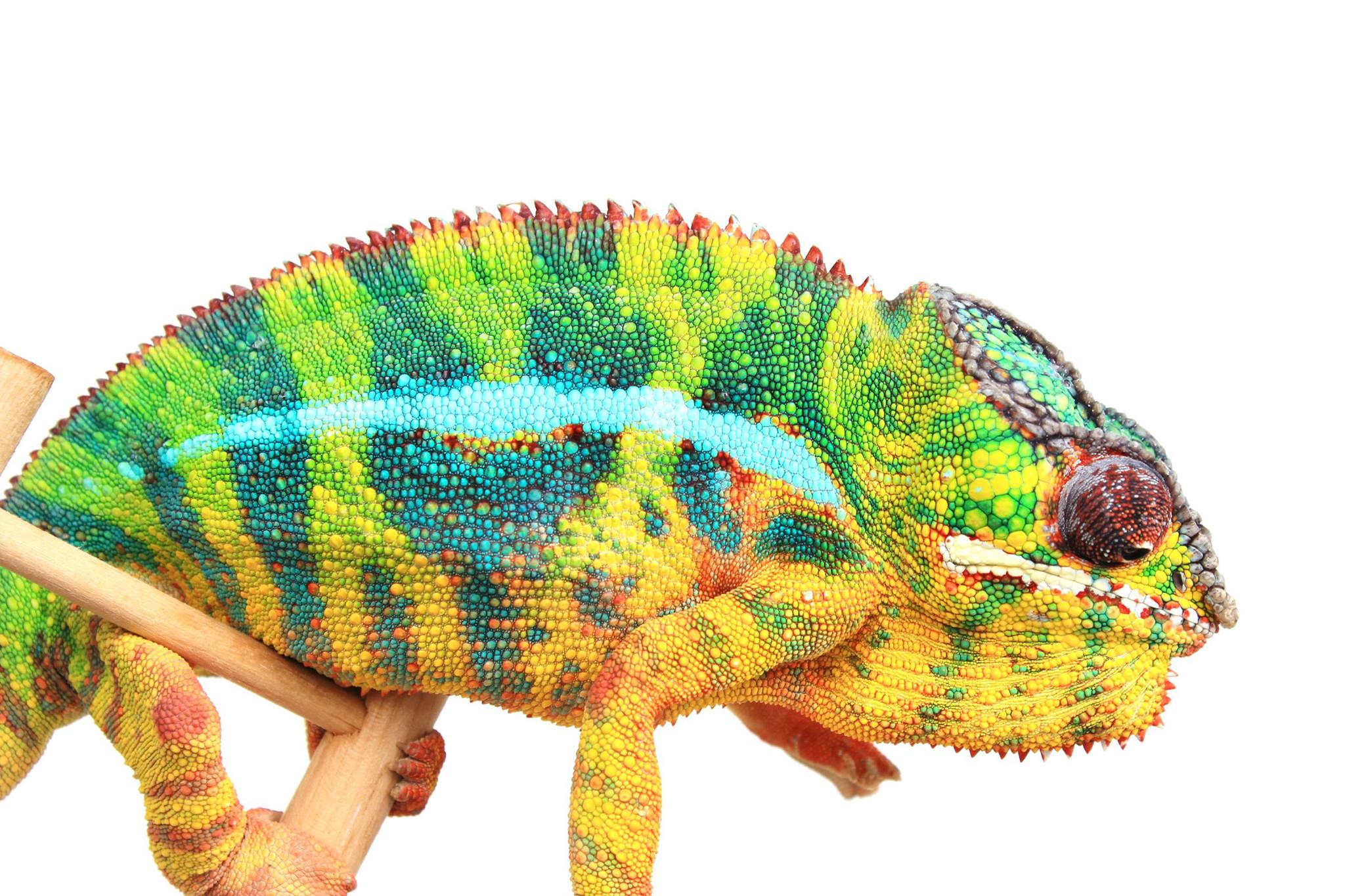 Lineage: Panther Company | Panther Chameleon