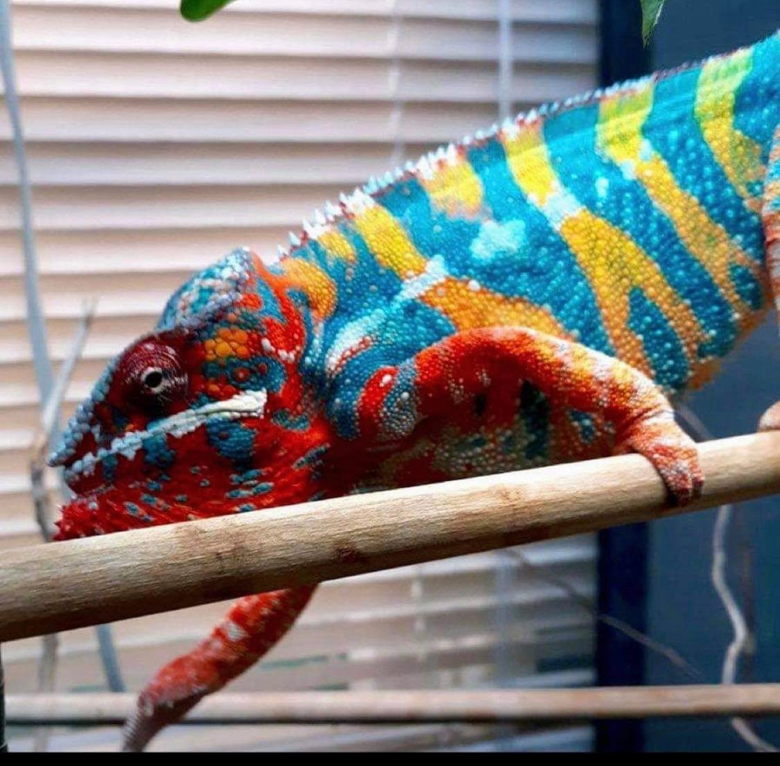 Lineage: Rose Exotic Reptiles | Panther Chameleon
