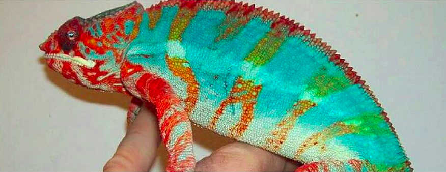 Lineage: Mythical Exotics | Panther Chameleon